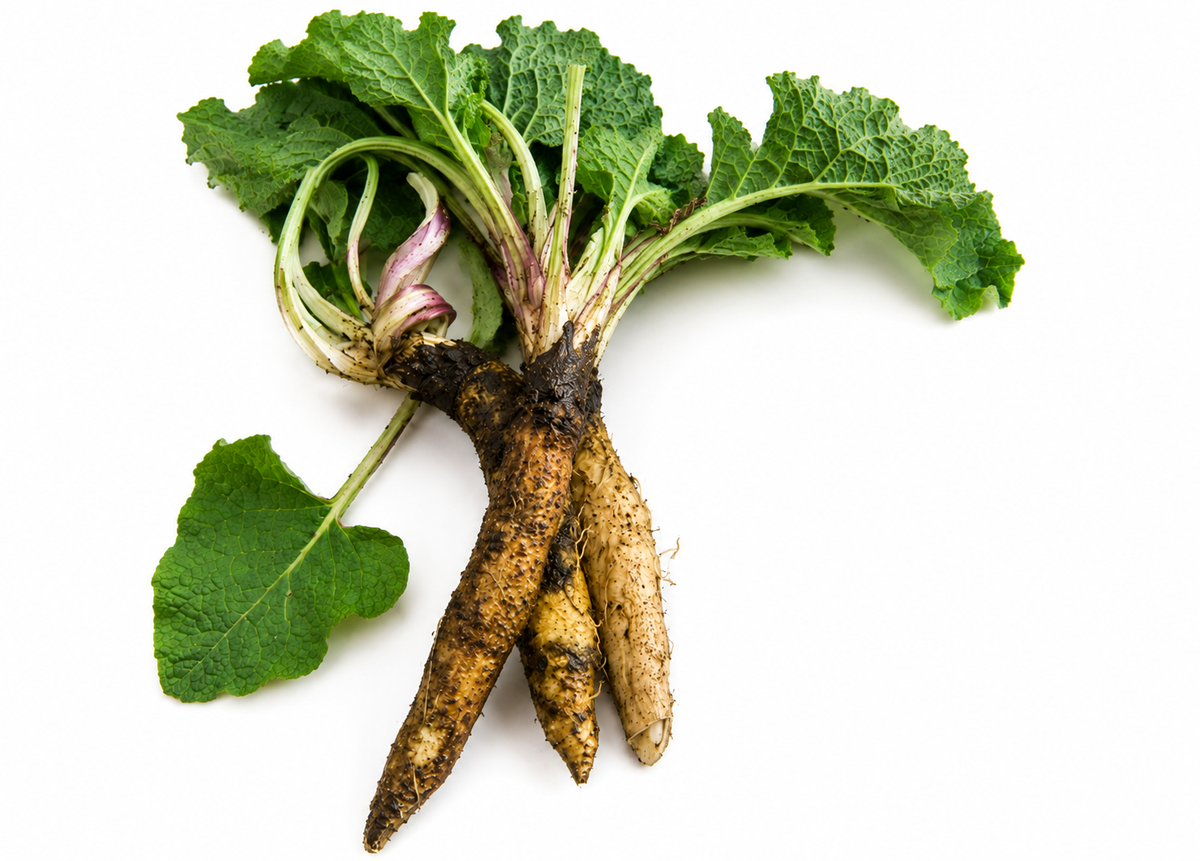 Burdock Root