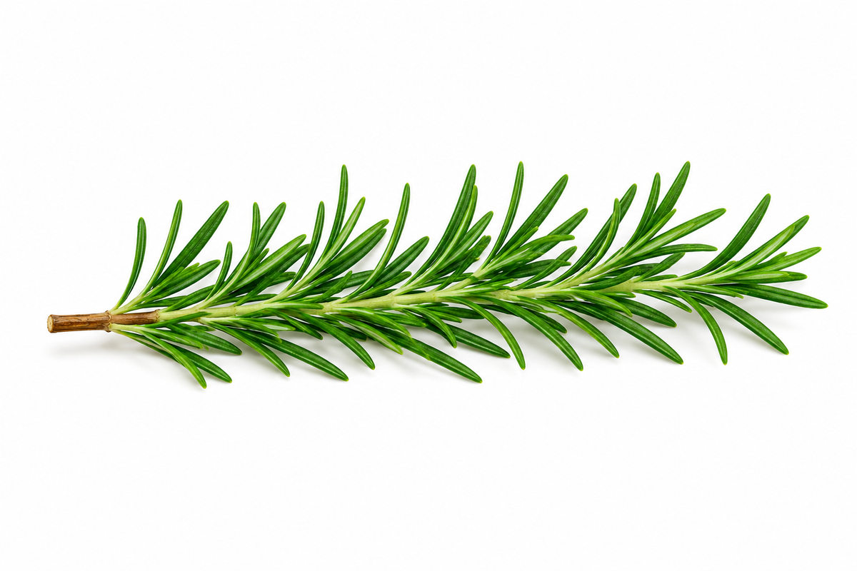 Rosemary CO₂ Extract